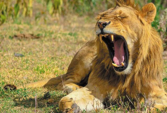Lake Manyara National Park main image