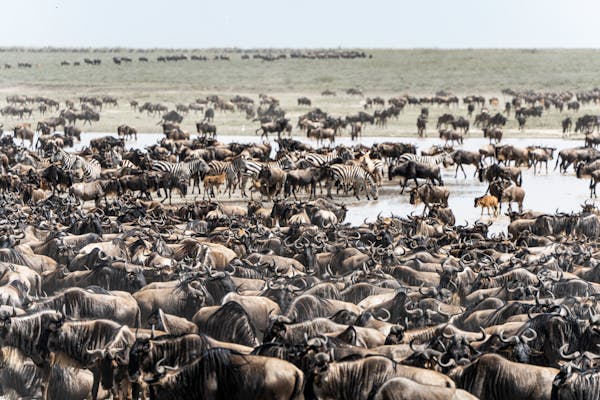 the best safari - Serengeti and Ngorongoro Tours main image