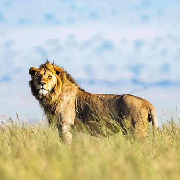 Lake Manyara & Serengeti Safari main image