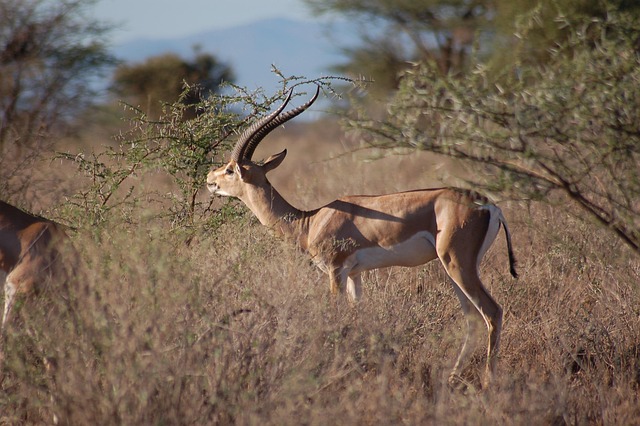 Best Serengeti - Ngorongoro Crater safaris main image