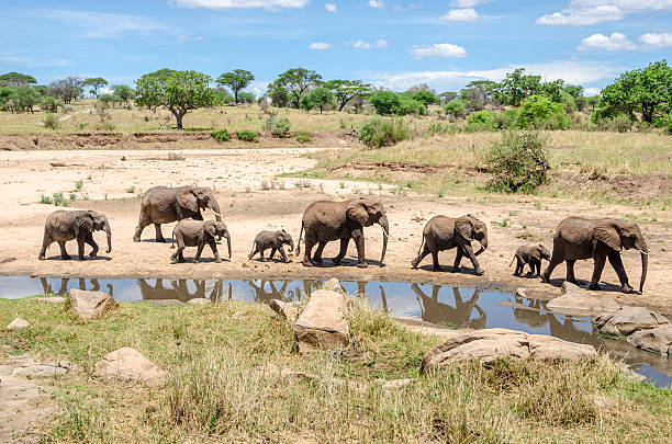 Best Serengeti - Ngorongoro Crater safaris main image