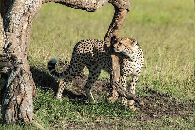 Arusha - Serengeti and Manyara Safaris main image