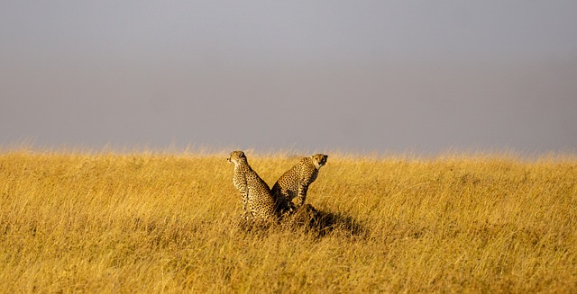 Arusha - Serengeti and Manyara Safaris main image