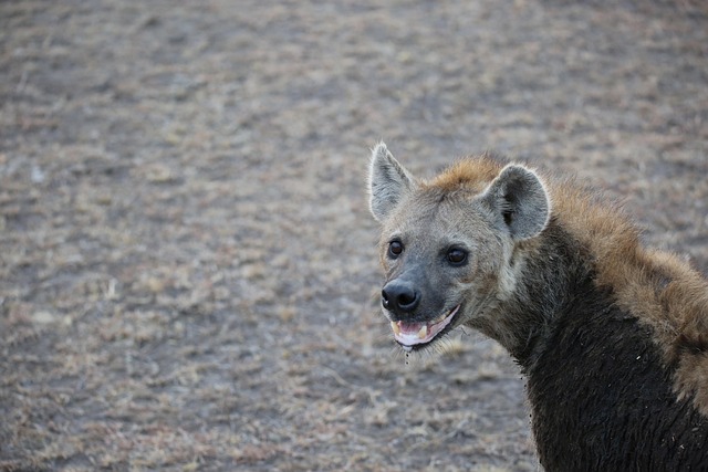 Arusha NP, Lake Manyara, Tarangire & Ngorongoro Crater main image