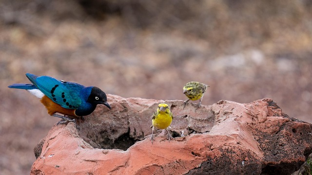 Tarangire - Manyara  - Ngorongoro  Safari adventure main image