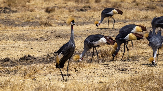 Arusha NP - Manyara - Serengeti Safari main image