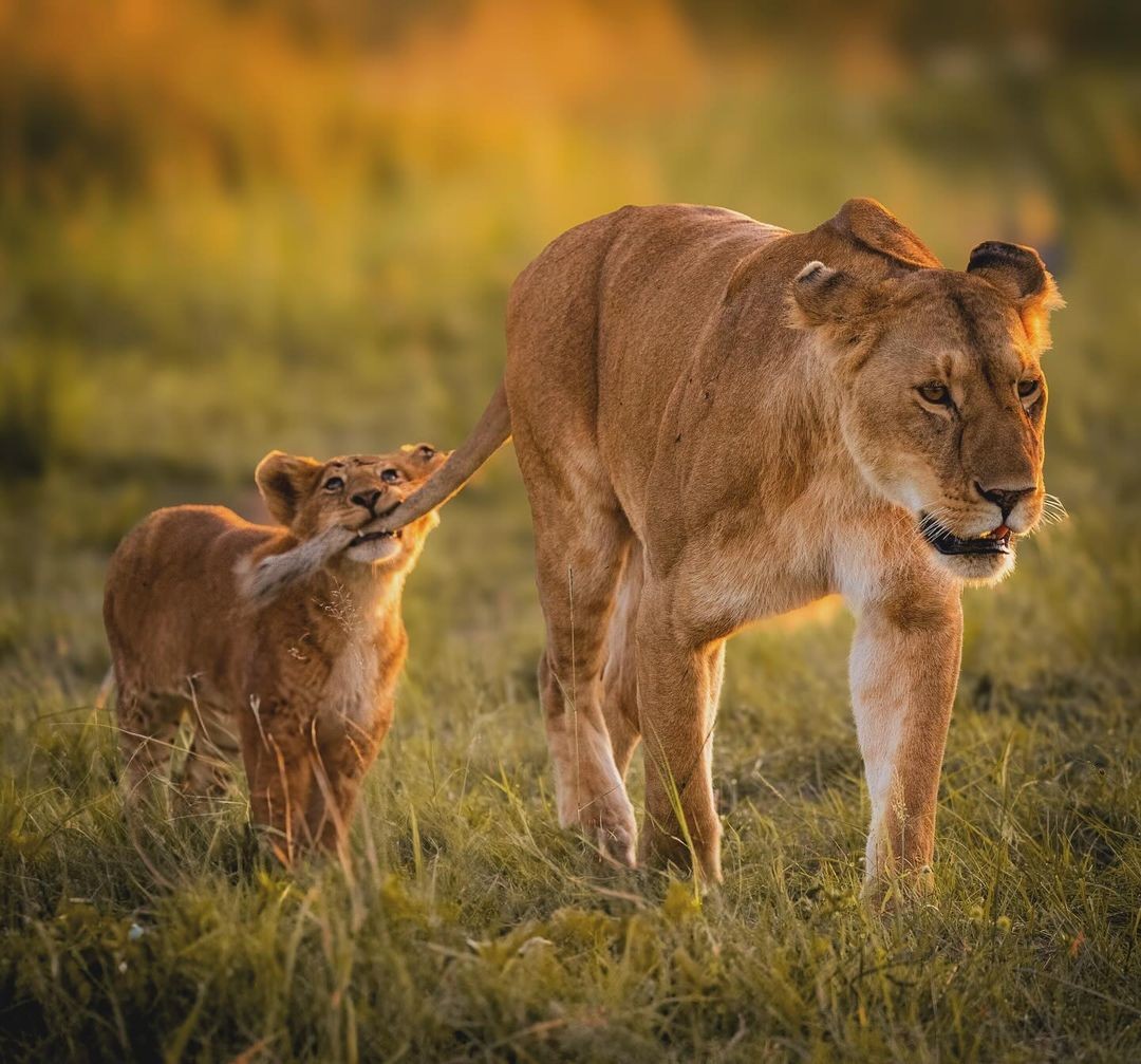 Serengeti - Ngorongoro - Tarangire Safaris main image