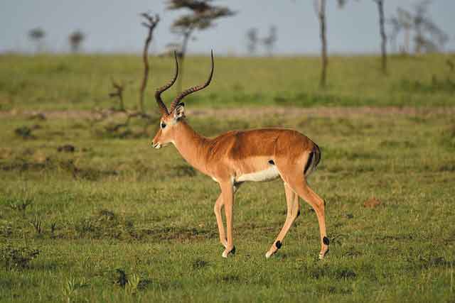 Arusha - Tarangire - Serengeti - Ngorongoro Tours main image