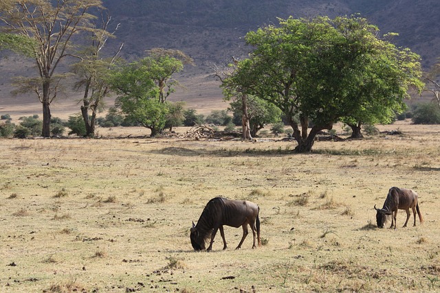 Nyerere, Mikumi and Udzungwa Mountains main image