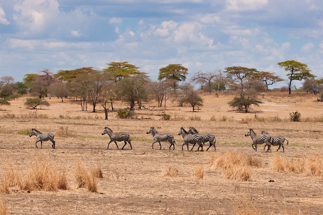 Maasai Cultural Heritage Experience main image